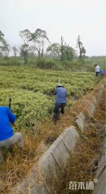 地栽苗菲白竹