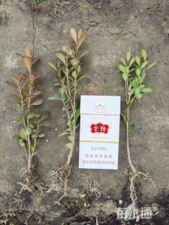 高度10厘米瓜子黄杨