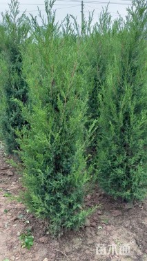 高度200厘米塔柏