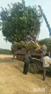 12公分椤木石楠