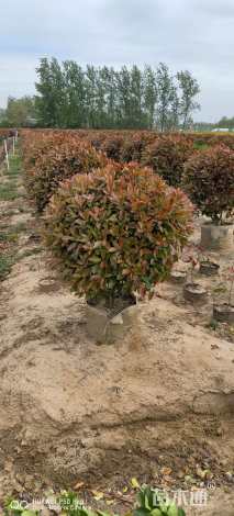 冠幅150厘米红叶石楠球