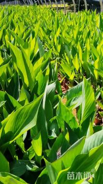 高度30厘米美人蕉