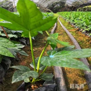 高度80厘米八角金盘小苗