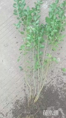 高度50厘米小叶女贞