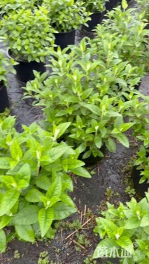 高度20厘米醉鱼草