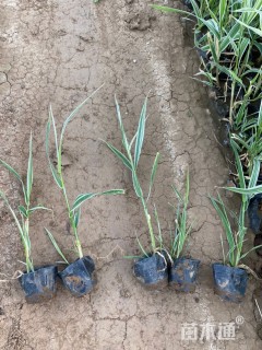 高度25厘米玉带草