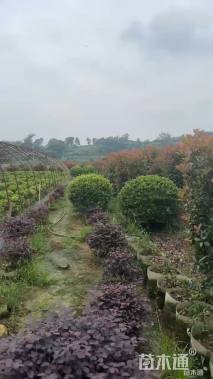 冠幅100厘米海桐球