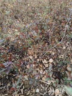 高度40厘米丰花月季