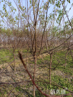 4公分杏树