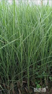 高度50厘米细叶芒