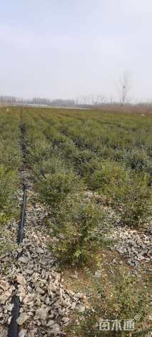 冠幅120厘米小叶女贞球