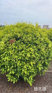 高度150厘米黄榕