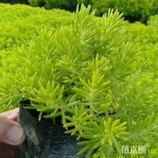 高度40厘米金叶佛甲草