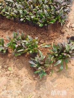 高度15厘米筋骨草