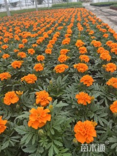 高度20厘米孔雀草