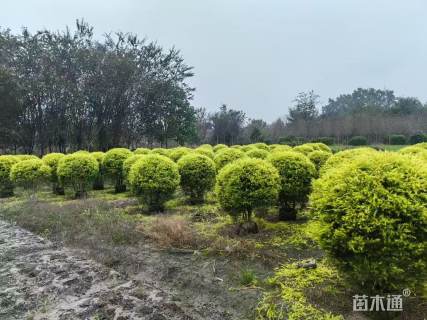 冠幅120厘米千层金球