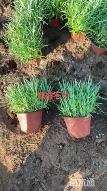 高度10厘米常夏石竹