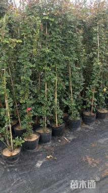 高度150厘米蔷薇