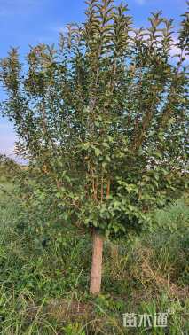 10公分绚丽海棠