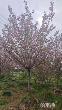 12公分日本晚樱