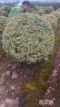 冠幅150厘米银姬小蜡球