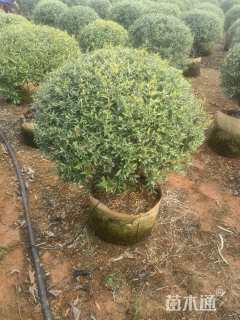 冠幅80厘米金冠女贞球