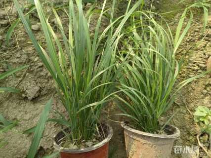 高度30厘米拂子茅