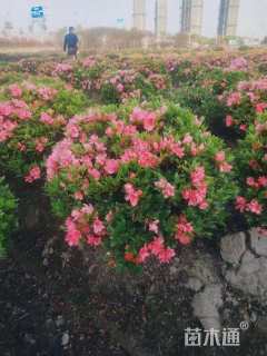 冠幅150厘米毛鹃球