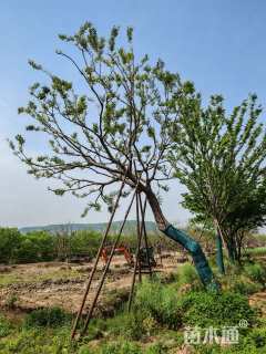 20公分造型朴树