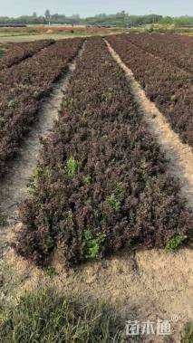 高度40厘米红叶小檗