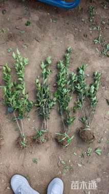 高度30厘米大叶黄杨