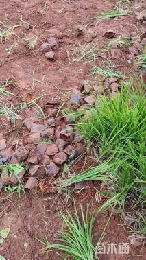 高度25厘米阔叶麦冬