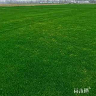 混播黑麦草