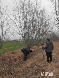 13公分垂丝海棠