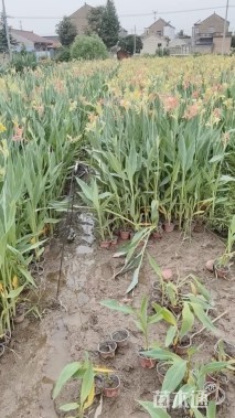 高度45厘米水生美人蕉