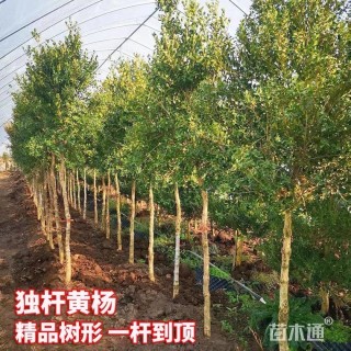 高度200厘米小叶黄杨