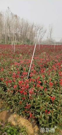 0.6公分红叶石楠