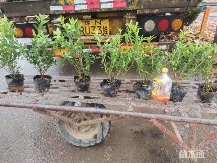 高度25厘米毛鹃