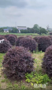 冠幅120厘米红花继木球