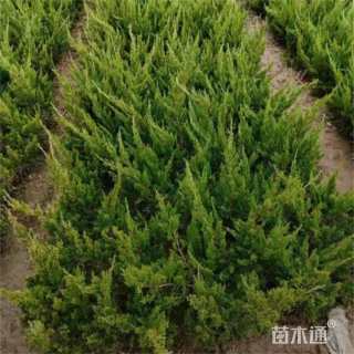 高度60厘米龙柏