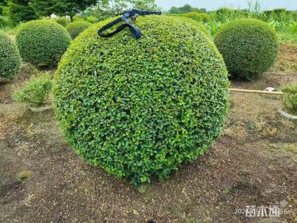 高度150厘米毛叶丁香球