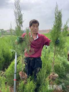 高度150厘米侧柏