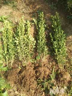 高度40厘米小叶黄杨