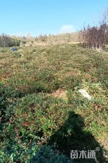 冠幅145厘米火棘球