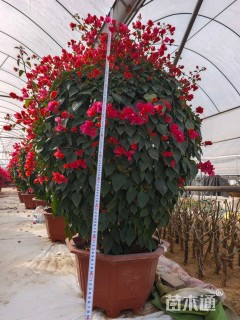 冠幅130厘米三角梅球