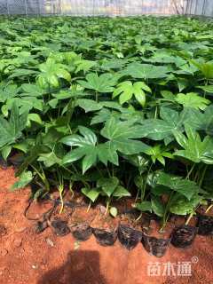 高度25厘米八角金盘