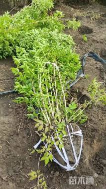 高度300厘米丛生金银木