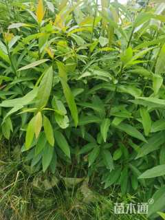 0.8公分刨花润楠