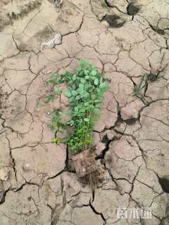 高度40厘米胡枝子