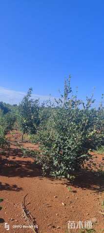 高度150厘米油茶